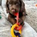 Nylabone Bacon Puppy Keys Chew - Small