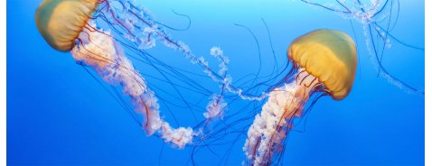 Come comportarsi in caso di puntura di una medusa