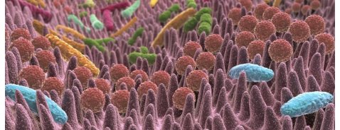 Come rafforzare il microbiota intestinale?