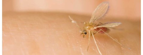 Come riconoscere le punture di pappataci