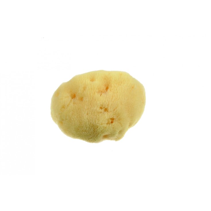 Spugna Naturale Fine Dama Grande Beautytime