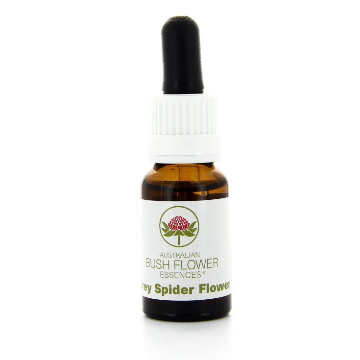Grey Spider Flower Essenza Singola Australian Bush Flower Essences 15ml