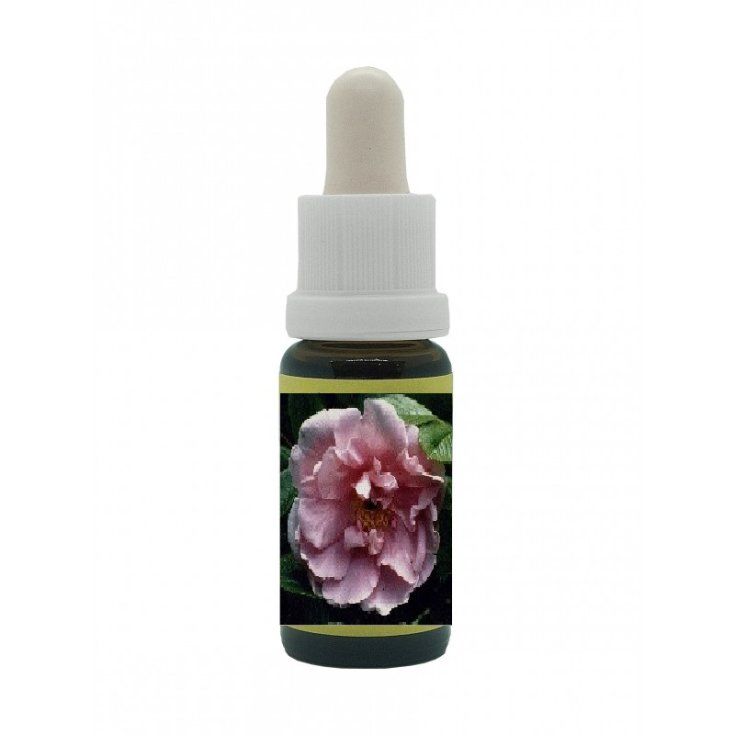 Sara Van Fleet H Essenze di Rose Korte PHI Essences 15ml