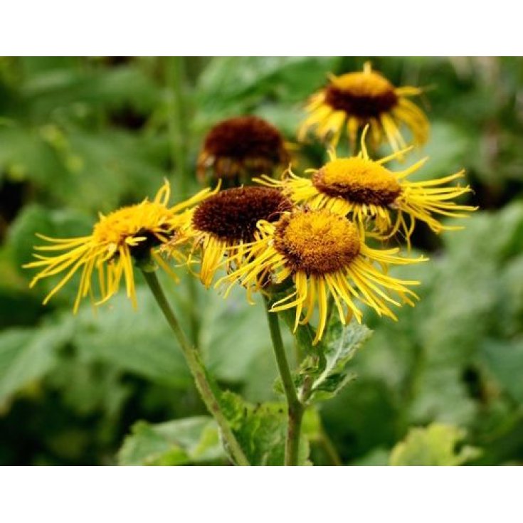 Enula Campana Sarandrea 100ml