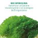 Colours of Life&reg; BIO SPIRULINA Optima 180 Compresse