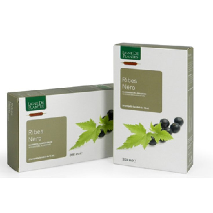 Ribes Nero BIO Ligne de Plantes 20 Ampolle