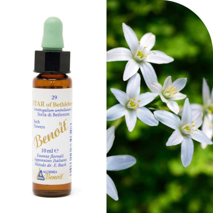 Star Of Bethlehem Benoit&reg; 10ml