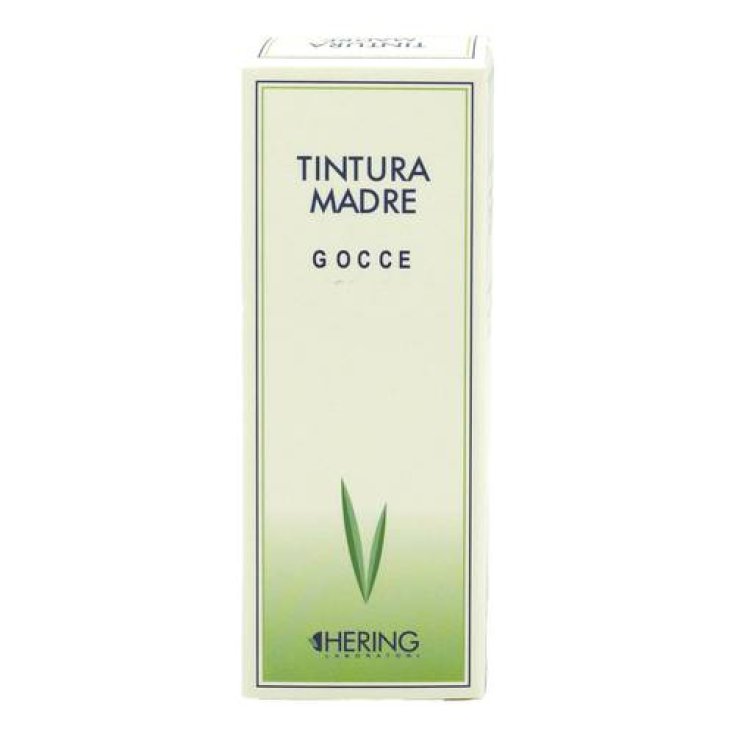 Ficus Carica TM Hering 1000ml