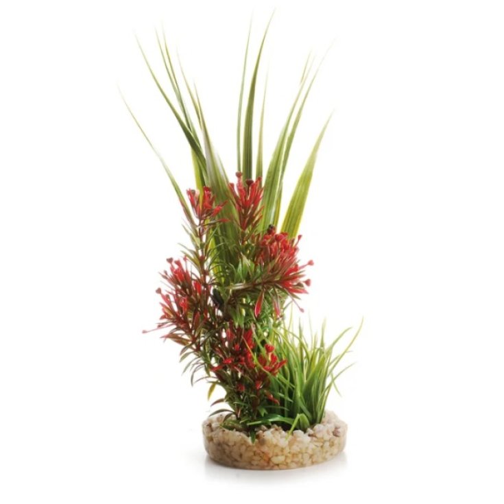 Piantina Bouquet Acquafriend 1 Pezzo