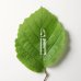 Dr. Hauschka Calm & Balance Ampoules Trattamento Intensivo 28 Notti