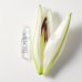 Dr. Hauschka Renew and Activate Ampoules Trattamento Intensivo 28 Notti