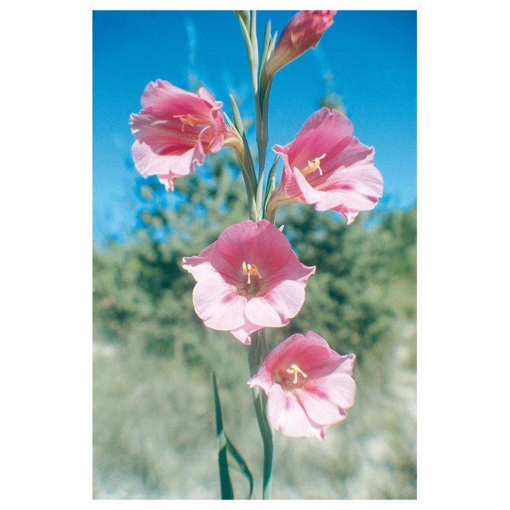 Pink Trumpet Essenze Floreali Australiane 15ml