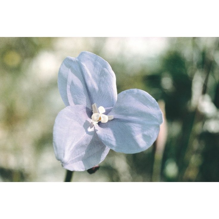Purple Flag Flower Essenze Floreali Australiane 15ml