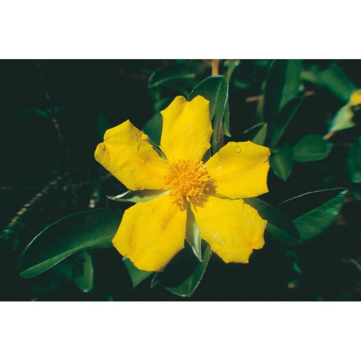 Snakevine Essenze Floreali Australiane 15ml