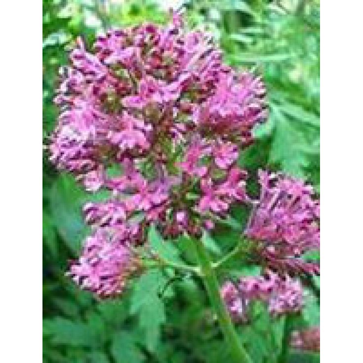 Herbolanet Tsa Valeriana Officinalis Integratore Alimentare 50ml