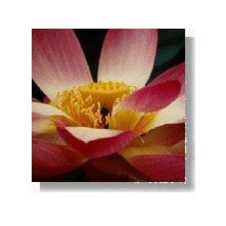 Lotus Essenze Korte 15ml