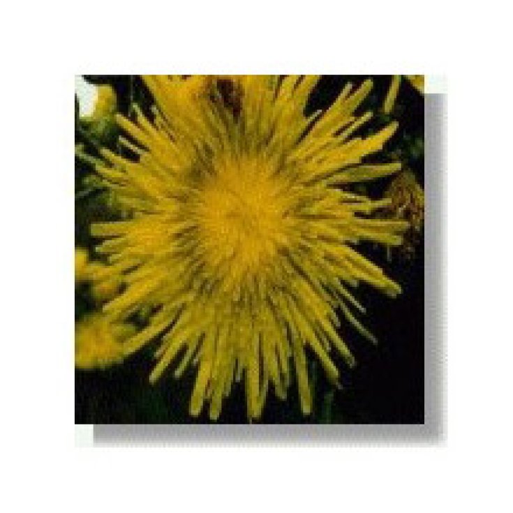 Milk Thistle Essenze Korte 15ml