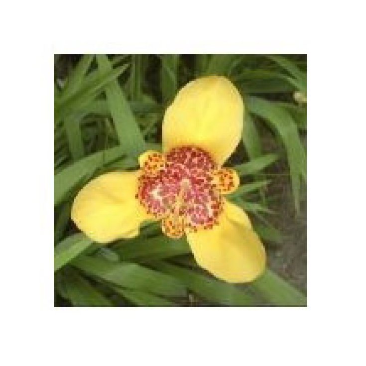 Mexican Shell Flower Essenze Deserto Arizona 10ml