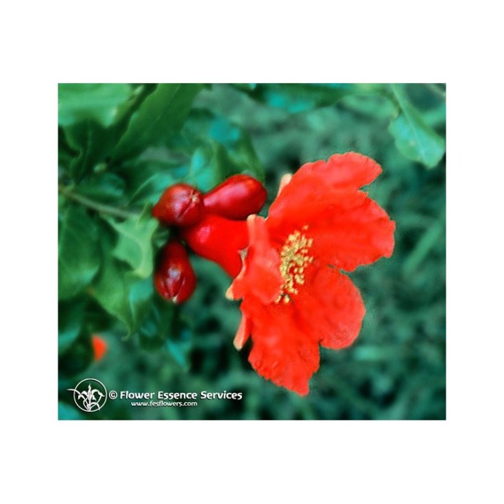 Pomegranate  Essenze Floreali Californiane Fes 30ml