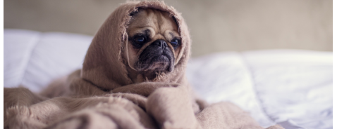 Freddo e animali domestici, come aiutarli Freddo e animali domestici, come aiutarli