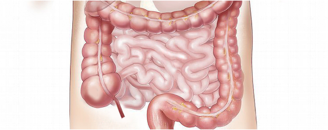 Il microbiota: cos’è la flora batterica intestinale e come mantenerla in equilibrio