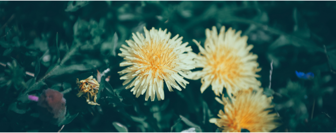 Che cos’è il tarassaco e quali sono gli effetti benefici per cellulite e gonfiore