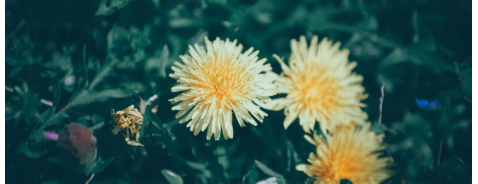 Che cos’è il tarassaco e quali sono gli effetti benefici per cellulite e gonfiore Che cos’è il tarassaco e quali sono gli effetti benefici per cellulite e gonfiore