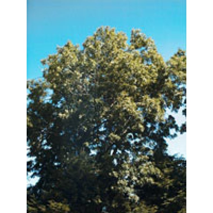 Herboplanet Fraxinus Excels M.S.A. 50ml