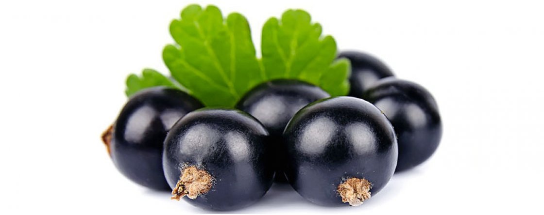 Le proprietà curative del Ribes Nero