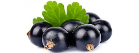 Le proprietà curative del Ribes Nero Le proprietà curative del Ribes Nero